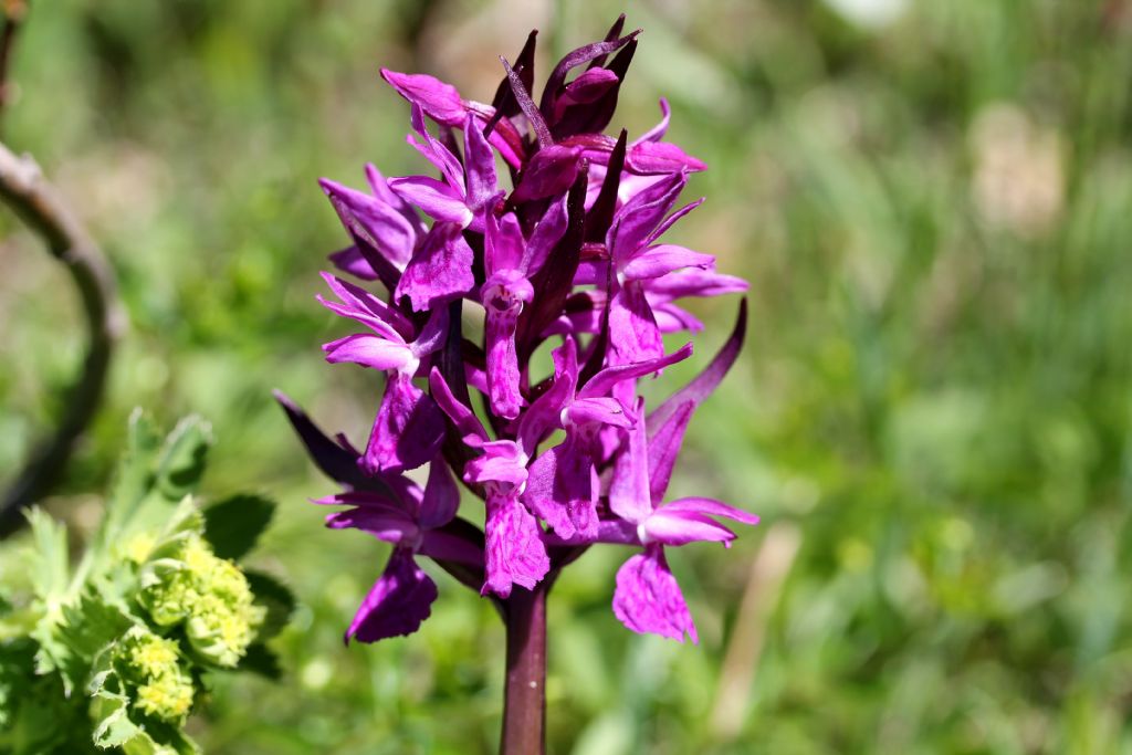 Dacthylorhiza majalis?